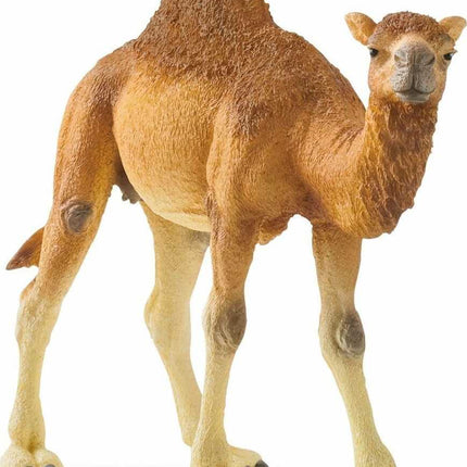 Dromedary