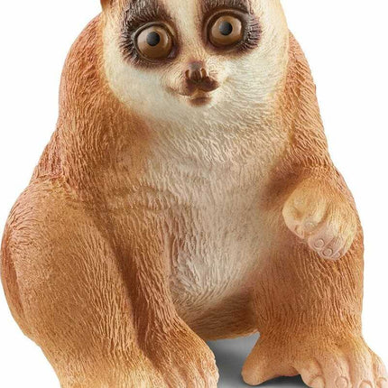 Slow Loris