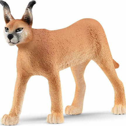 Caracal Female