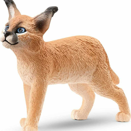 Caracal Baby