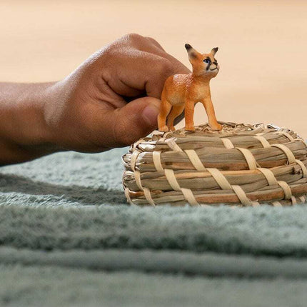 Caracal Baby