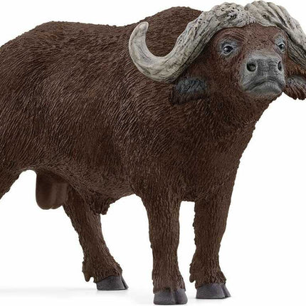 African Buffalo