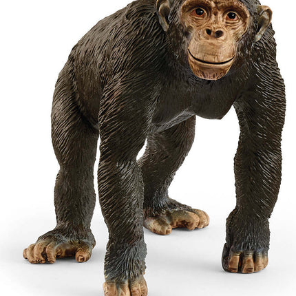 Chimpanzee
