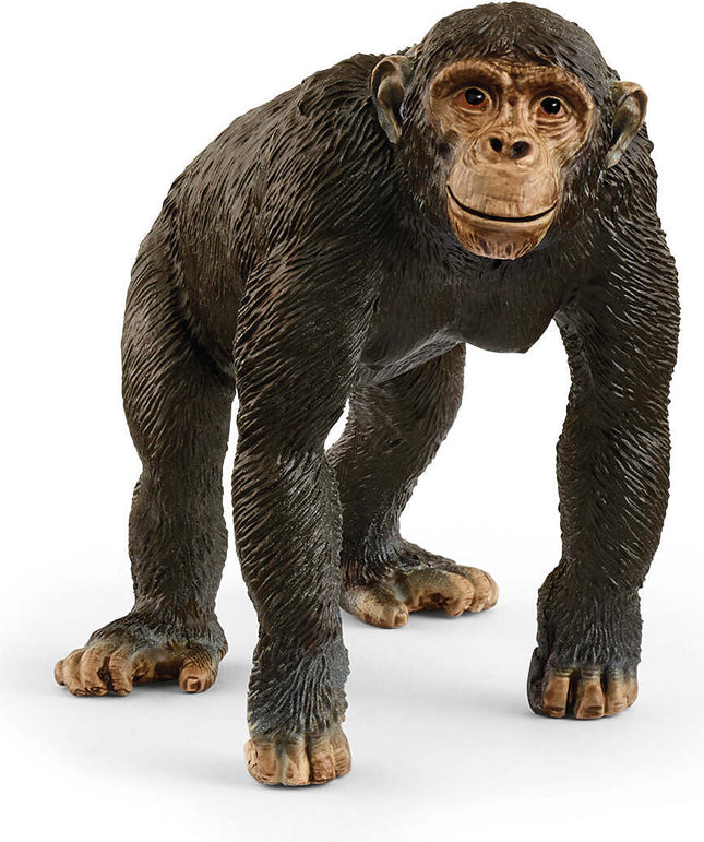 Chimpanzee