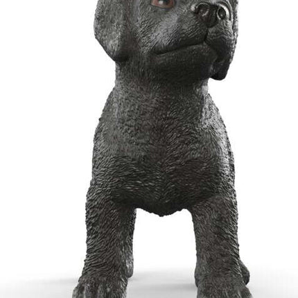 Black Labrador Retriever Puppy