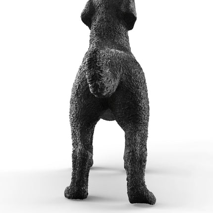 Black Labrador Retriever Female