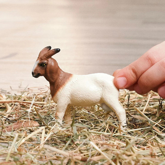 Boer Goat