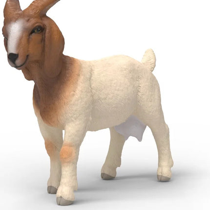 Boer Goat