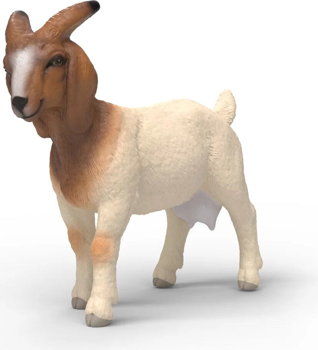Boer Goat