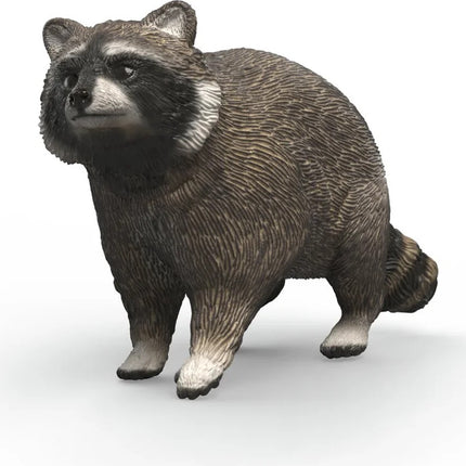 Raccoon