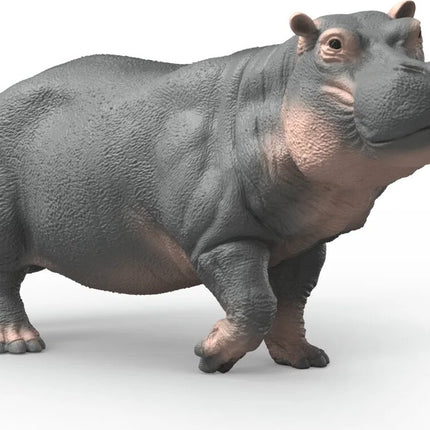 Hippopotamus