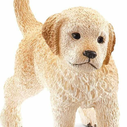 Golden Retriever Puppy