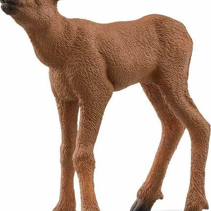 Moose Calf