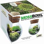 Moss Bowl Terrarium