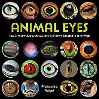 Animal Eyes - How Creatures See and How Their Eyes Have Adapted to Their World 