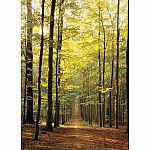 Forest Path - Eurographics