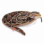 Burmese Python 60" Coiled Snake Plush