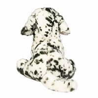 Mackay Dalmatian .