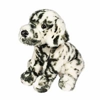 Mackay Dalmatian .