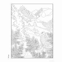 Creative Haven - Forest & Woodland Wildlife Coloring Book