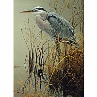 Great Blue Heron - Cobble Hill