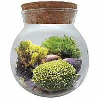 Moss Bowl Terrarium