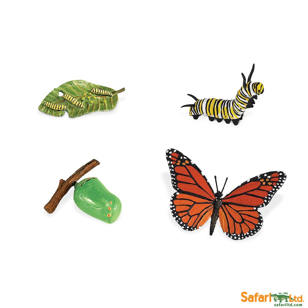 Life Cycle of a Monarch Butterfly - Toy Sense