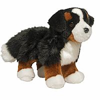 Stevie Bernese Mountain Dog.  