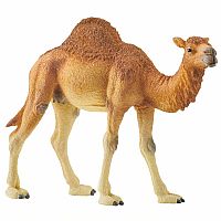 Dromedary 