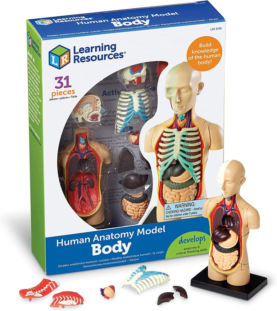 Human Body Anatomy Model - Toy Sense