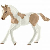 Paint Horse Foal