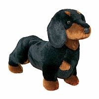 Spats Black & Tan Dachshund